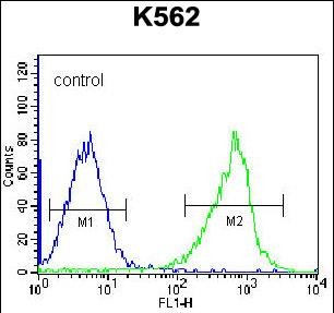 GSTM5 Antibody (N-term) (Cat. #AP51967PU-N) flow cytometric analysis of K562 cells (right histogram) compared to a negative control cell (left histogram).FITC-conjugated goat-anti-rabbit secondary antibodies were used for the analysis.