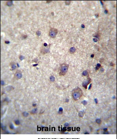 HBQ1 Antibody (N-term) (Cat. #AP52009PU-N)immunohistochemistry analysis in formalin fixed and paraffin embedded human brain tissue followed by peroxidase conjugation of the secondary antibody and DAB staining.This data demonstrates the use of HBQ1 Antibody (N-term) for immunohistochemistry.  Clinical relevance has not been evaluated.