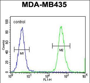HNRNPCL1 Antibody (C-term) (Cat. #AP52069PU-N) flow cytometric analysis of MDA-MB435 cells (right histogram) compared to a negative control cell (left histogram).FITC-conjugated goat-anti-rabbit secondary antibodies were used for the analysis.