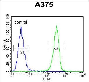 HOXA9 Antibody (C-term) (Cat. #AP9121b) flow cytometric analysis of A375 cells (right histogram) compared to a negative control cell (left histogram).FITC-conjugated goat-anti-rabbit secondary antibodies were used for the analysis.