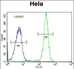 HYAL2 Antibody (C-term) (Cat. #AP52134PU-N) flow cytometric analysis of Hela cells (right histogram) compared to a negative control cell (left histogram).FITC-conjugated goat-anti-rabbit secondary antibodies were used for the analysis.