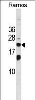 ISG20 Antibody (Center) (Cat. #AP52243PU-N) western blot analysis in Ramos cell line lysates (35ug/lane).This demonstrates the ISG20 antibody detected the ISG20 protein (arrow).