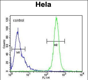 K2C78 Antibody (Center) (Cat. #AP52287PU-N) flow cytometric analysis of Hela cells (right histogram) compared to a negative control cell (left histogram).FITC-conjugated goat-anti-rabbit secondary antibodies were used for the analysis.