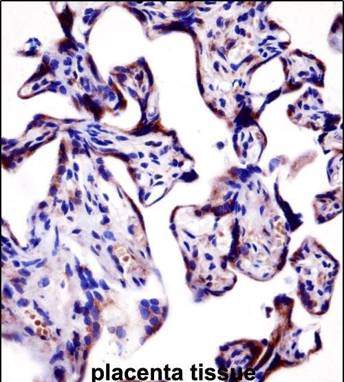 KCNA2 Antibody (C-term) (AP52299PU-N)immunohistochemistry analysis in formalin fixed and paraffin embedded human placenta tissue followed by peroxidase conjugation of the secondary antibody and DAB staining.This data demonstrates the use of KCNA2 Antibody (C-term) for immunohistochemistry.  Clinical relevance has not been evaluated.