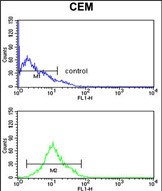 KCNJ11 Antibody (N-term) (Cat. #AP52309PU-N) flow cytometry analysis of CEM cells (bottom histogram) compared to a negative control cell (top histogram).FITC-conjugated goat-anti-rabbit secondary antibodies were used for the analysis.