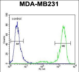 KCNT2 Antibody (C-term) (Cat. #AP52320PU-N) flow cytometric analysis of MDA-MB231 cells (right histogram) compared to a negative control cell (left histogram).FITC-conjugated goat-anti-rabbit secondary antibodies were used for the analysis.
