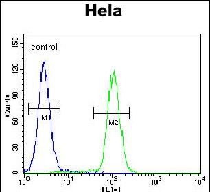 KIAA0999 Antibody (C-term) (Cat. #AP52341PU-N) flow cytometric analysis of Hela cells (right histogram) compared to a negative control cell (left histogram).FITC-conjugated goat-anti-rabbit secondary antibodies were used for the analysis.