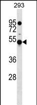 KLHDC4 Antibody (Center) (Cat. #AP52383PU-N) western blot analysis in 293 cell line lysates (35ug/lane).This demonstrates the KLHDC4 antibody detected the KLHDC4 protein (arrow).