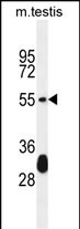 KT33A Antibody (N-term) (Cat. #AP52429PU-N) western blot analysis in mouse testis tissue lysates (35ug/lane).This demonstrates the KT33A antibody detected the KT33A protein (arrow).