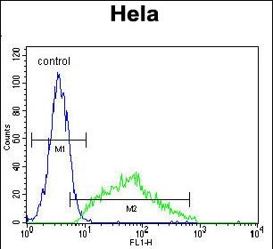 Leptin (LEP) (N-term) Rabbit Polyclonal Antibody