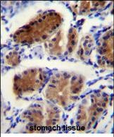 LUC7L Antibody (Center) (Cat. #AP52560PU-N)immunohistochemistry analysis in formalin fixed and paraffin embedded human stomach tissue followed by peroxidase conjugation of the secondary antibody and DAB staining.This data demonstrates the use of LUC7L Antibody (Center) for immunohistochemistry.  Clinical relevance has not been evaluated.