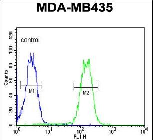 LYRM4 Antibody (Center) (Cat. #AP10681c) flow cytometric analysis of  MDA-MB435 cells (right histogram) compared to a negative control cell (left histogram).FITC-conjugated goat-anti-rabbit secondary antibodies were used for the analysis.