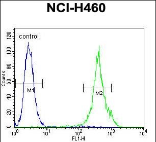 MAML1 Antibody (Center) (Cat. #AP11558c) flow cytometric analysis of NCI-H460 cells (right histogram) compared to a negative control cell (left histogram).FITC-conjugated goat-anti-rabbit secondary antibodies were used for the analysis.