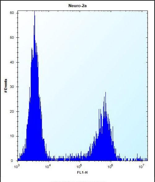 MAN2A2 Antibody (Center) (Cat. #AP52594PU-N) flow cytometric analysis of Neuro-2a cells (right histogram) compared to a negative control cell (left histogram).FITC-conjugated donkey-anti-rabbit secondary antibodies were used for the analysis.