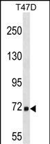 MARCH7 Antibody (N-term) (Cat. #AP16616a) western blot analysis in T47D cell line lysates (35ug/lane).This demonstrates the MARCH7 antibody detected the MARCH7 protein (arrow).