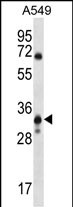 MCART6 Antibody (C-term) (Cat. #AP52632PU-N) western blot analysis in A549 cell line lysates (35ug/lane).This demonstrates the MCART6 antibody detected the MCART6 protein (arrow).