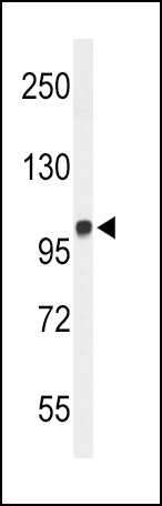 Western blot analysis of MICAL2 Antibody (N-term) (Cat. #AP52693PU-N) in WiDr cell line lysates (35ug/lane). MICAL2 (arrow) was detected using the purified Pab.