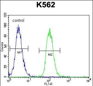 MITF Antibody (N-term) (Cat. #AP52701PU-N) flow cytometric analysis of K562 cells (right histogram) compared to a negative control cell (left histogram).FITC-conjugated goat-anti-rabbit secondary antibodies were used for the analysis.