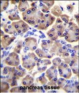 MRPS12 Antibody (Center K43) (Cat. #AP52751PU-N)immunohistochemistry analysis in formalin fixed and paraffin embedded human pancreas tissue followed by peroxidase conjugation of the secondary antibody and DAB staining.This data demonstrates the use of MRPS12 Antibody (Center K43) for immunohistochemistry.  Clinical relevance has not been evaluated.