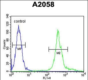 MRPS24 Antibody (Center) (Cat. #AP10497c) flow cytometric analysis of A2058 cells (right histogram) compared to a negative control cell (left histogram).FITC-conjugated goat-anti-rabbit secondary antibodies were used for the analysis.