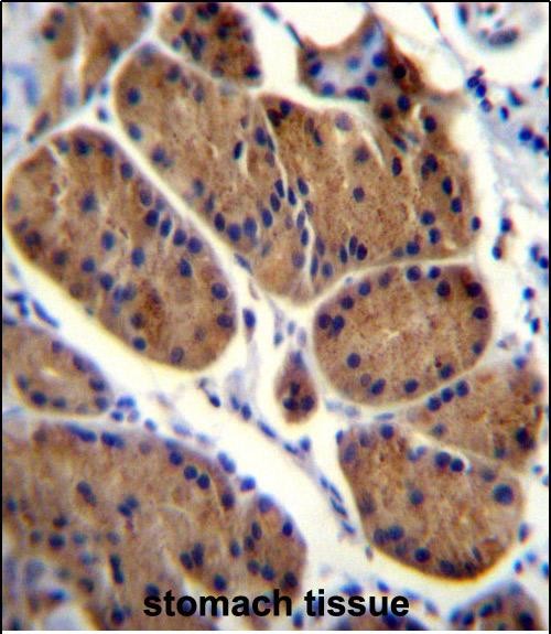 NDUFS8 Antibody (Center) (Cat. #AP52845PU-N)immunohistochemistry analysis in formalin fixed and paraffin embedded human stomach tissue followed by peroxidase conjugation of the secondary antibody and DAB staining.This data demonstrates the use of NDUFS8 Antibody (Center) for immunohistochemistry.  Clinical relevance has not been evaluated.