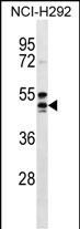 NIACR1 Antibody (Center) (Cat. #AP12667c) western blot analysis in NCI-H292 cell line lysates (35ug/lane).This demonstrates the NIACR1 antibody detected the NIACR1 protein (arrow).