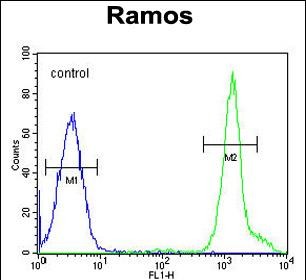 NIPAL1 Antibody (C-term) (Cat. #AP52878PU-N) flow cytometric analysis of Ramos cells (right histogram) compared to a negative control cell (left histogram).FITC-conjugated goat-anti-rabbit secondary antibodies were used for the analysis.