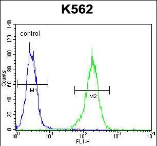 NKAIN1 Antibody (C-term) (Cat. #AP52882PU-N) flow cytometric analysis of K562 cells (right histogram) compared to a negative control cell (left histogram).FITC-conjugated goat-anti-rabbit secondary antibodies were used for the analysis.