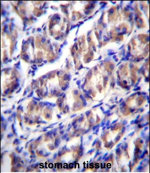 ODF2L Antibody (C-term) (Cat. #AP52988PU-N)immunohistochemistry analysis in formalin fixed and paraffin embedded human stomach tissue followed by peroxidase conjugation of the secondary antibody and DAB staining.This data demonstrates the use of ODF2L Antibody (C-term) for immunohistochemistry.  Clinical relevance has not been evaluated.