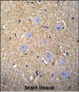 OR2T3 Antibody (C-term) (Cat. #AP53039PU-N)immunohistochemistry analysis in formalin fixed and paraffin embedded human brain tissue followed by peroxidase conjugation of the secondary antibody and DAB staining.This data demonstrates the use of OR2T3 Antibody (C-term) for immunohistochemistry.  Clinical relevance has not been evaluated.