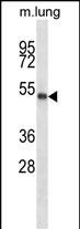PBX2 Antibody (Center) (Cat. #AP16016c) western blot analysis in mouse lung tissue lysates (35ug/lane).This demonstrates the PBX2 antibody detected the PBX2 protein (arrow).