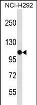 PBXIP1 Antibody (C-term) (Cat. #AP16848b) western blot analysis in NCI-H292 cell line lysates (35ug/lane).This demonstrates the PBXIP1 antibody detected the PBXIP1 protein (arrow).