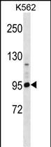 PCDHA4 Antibody (C-term) (Cat. #AP53198PU-N) western blot analysis in K562 cell line lysates (35ug/lane).This demonstrates the PCDHA4 antibody detected the PCDHA4 protein (arrow).