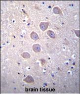 PCDHA5 Antibody (Center) (Cat. #AP12003c)immunohistochemistry analysis in formalin fixed and paraffin embedded human brain tissue followed by peroxidase conjugation of the secondary antibody and DAB staining.This data demonstrates the use of PCDHA5 Antibody (Center) for immunohistochemistry.  Clinical relevance has not been evaluated.
