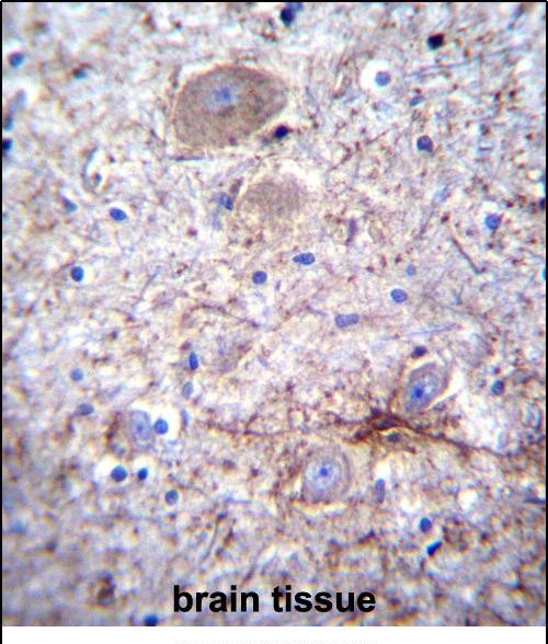 PCDHA7 Antibody (Center) (Cat. #AP53201PU-N)immunohistochemistry analysis in formalin fixed and paraffin embedded human brain tissue followed by peroxidase conjugation of the secondary antibody and DAB staining.This data demonstrates the use of PCDHA7 Antibody (Center) for immunohistochemistry.  Clinical relevance has not been evaluated.