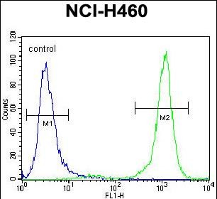 PCDHA9 Antibody (N-term) (Cat. #AP53203PU-N) flow cytometric analysis of NCI-H460 cells (right histogram) compared to a negative control cell (left histogram).FITC-conjugated goat-anti-rabbit secondary antibodies were used for the analysis.