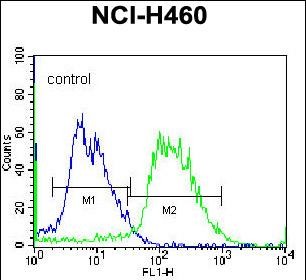 PCDHAC2 Antibody (Center) (Cat. #AP31967) flow cytometric analysis of NCI-H460  cells (right histogram) compared to a negative control cell (left histogram).FITC-conjugated donkey-anti-rabbit secondary antibodies were used for the analysis.