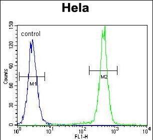 PCDHB10 Antibody (C-term) (Cat. #AP53205PU-N) flow cytometric analysis of Hela cells (right histogram) compared to a negative control cell (left histogram).FITC-conjugated goat-anti-rabbit secondary antibodies were used for the analysis.