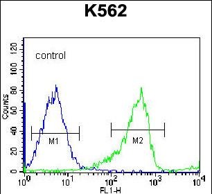 PCDHB14 Antibody (N-term) (Cat. #AP53209PU-N) flow cytometric analysis of K562 cells (right histogram) compared to a negative control cell (left histogram).FITC-conjugated goat-anti-rabbit secondary antibodies were used for the analysis.