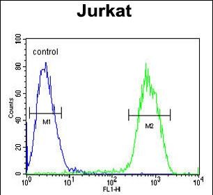 PCDHGC3 Antibody (Center) (Cat. #AP53216PU-N) flow cytometric analysis of Jurkat cells (right histogram) compared to a negative control cell (left histogram).FITC-conjugated goat-anti-rabbit secondary antibodies were used for the analysis.