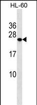 PCTP Antibody (Center) (Cat. #AP53225PU-N) western blot analysis in HL-60 cell line lysates (35ug/lane).This demonstrates the PCTP antibody detected the PCTP protein (arrow).