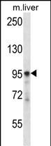 PLCD3 Antibody (N-term) (Cat. #AP53337PU-N) western blot analysis in mouse liver tissue lysates (35ug/lane).This demonstrates the PLCD3 antibody detected the PLCD3 protein (arrow).