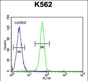 PLEKHA4 Antibody (N-term) (Cat. #AP53347PU-N) flow cytometric analysis of K562 cells (right histogram) compared to a negative control cell (left histogram).FITC-conjugated goat-anti-rabbit secondary antibodies were used for the analysis.