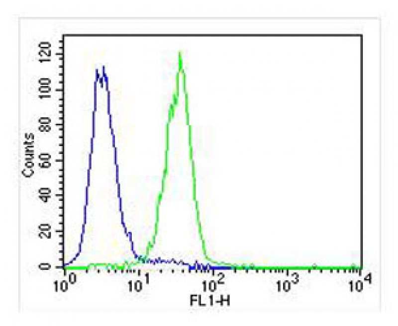 Overlay histogram showing U-87 MG cells stained with AP53354PU-N (green line).  The cells were fixed with 2% paraformaldehyde (10 min) and then permeabilized with 90% methanol for 10 min.  The cells were then icubated in 2% bovine serum albumin to block non-specific protein-protein interactions followed by the antibody (AP53354PU-N,  1:25 dilution) for 60 min at 37ºC.  The secondary antibody used was Goat-Anti-Rabbit IgG, DyLight® 488 Conjugated Highly Cross-Adsorbed(NA168821)) at 1/400 dilution for 40 min at 37ºC.  Isotype control antibody (blue line) was mouse IgG1 (1μg/1x10^6 cells) used under the same conditions.  Acquisition of >10, 000 events was performed.