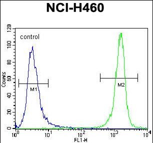 PRAMEF8 Antibody (C-term) (Cat. #AP53436PU-N) flow cytometric analysis of NCI-H460 cells (right histogram) compared to a negative control cell (left histogram).FITC-conjugated goat-anti-rabbit secondary antibodies were used for the analysis.