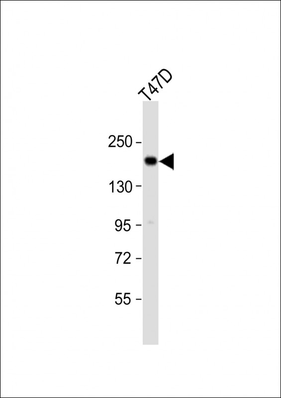 Anti-PREX1 Antibody (Center) at 1:1000 dilution + T47D whole cell lysate

Lysates/proteins at 20 µg per lane. 

Secondary
Goat Anti-Rabbit IgG,  (H+L), Peroxidase conjugated at 1/10000 dilution. 

Predicted band size : 186 kDa

Blocking/Dilution buffer: 5% NFDM/TBST.
