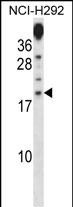 PRR15 Antibody (C-term) (Cat. #AP14978b) western blot analysis in NCI-H292 cell line lysates (35ug/lane).This demonstrates the PRR15 antibody detected the PRR15 protein (arrow).
