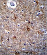 PRR16 Antibody (C-term) (Cat. #AP53458PU-N)immunohistochemistry analysis in formalin fixed and paraffin embedded human brain tissue followed by peroxidase conjugation of the secondary antibody and DAB staining.This data demonstrates the use of PRR16 Antibody (C-term) for immunohistochemistry.  Clinical relevance has not been evaluated.