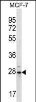 PSMB10 Antibody (C-term) (Cat. #AP12569b) western blot analysis in MCF-7 cell line lysates (35ug/lane).This demonstrates the PSMB10 antibody detected the PSMB10 protein (arrow).