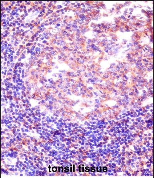 RBM12 Antibody (Center) (AP53604PU-N)immunohistochemistry analysis in formalin fixed and paraffin embedded human tonsil tissue followed by peroxidase conjugation of the secondary antibody and DAB staining.This data demonstrates the use of RBM12 Antibody (Center) for immunohistochemistry.  Clinical relevance has not been evaluated.